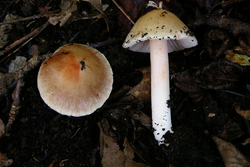 Inocybe.